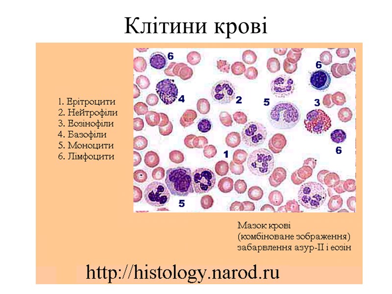 Клітини крові